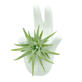 Hand Air Plant Holder   Plant