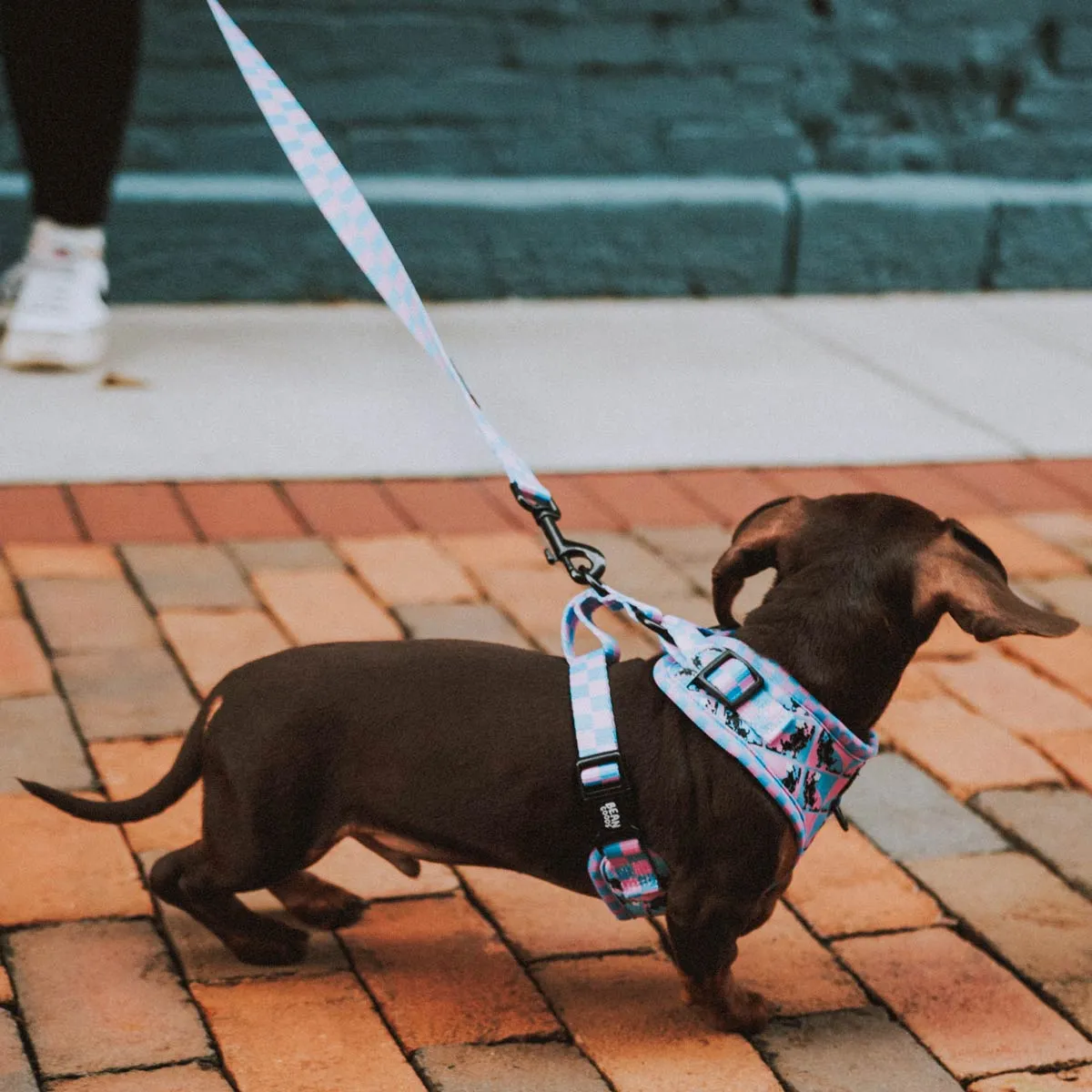 leash - pop art pups