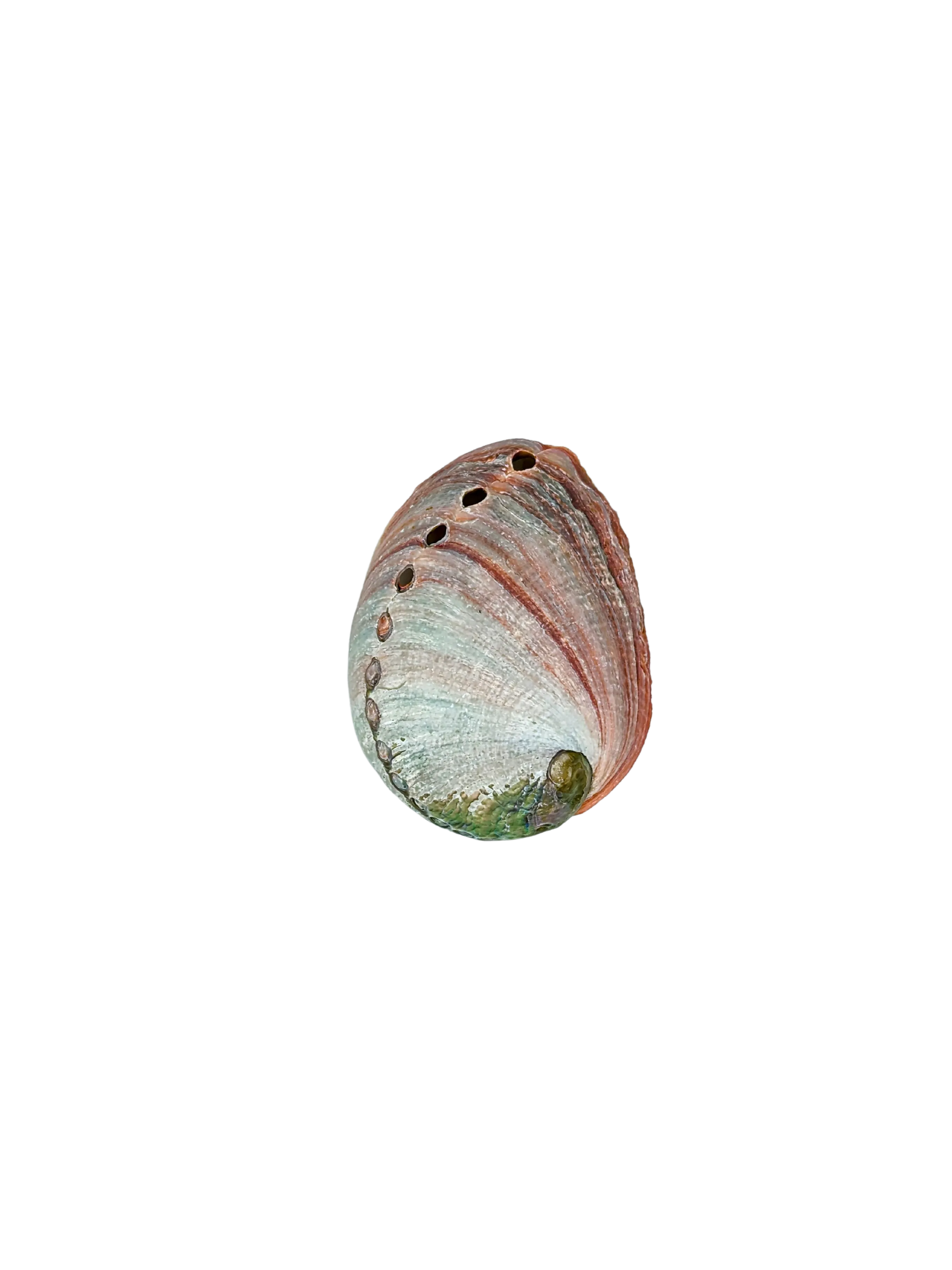 Mini Abalone Shell